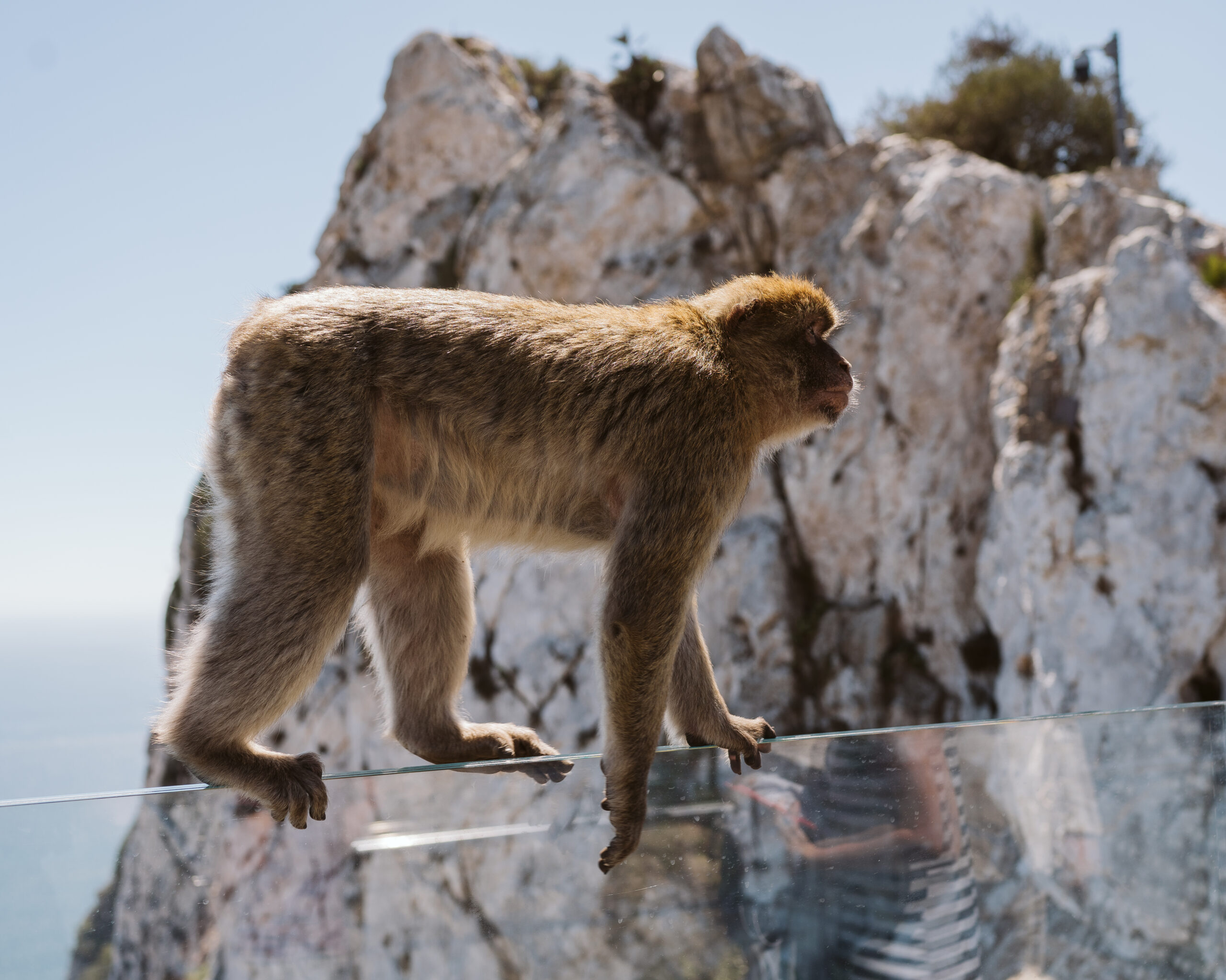 Monkey on the Rock